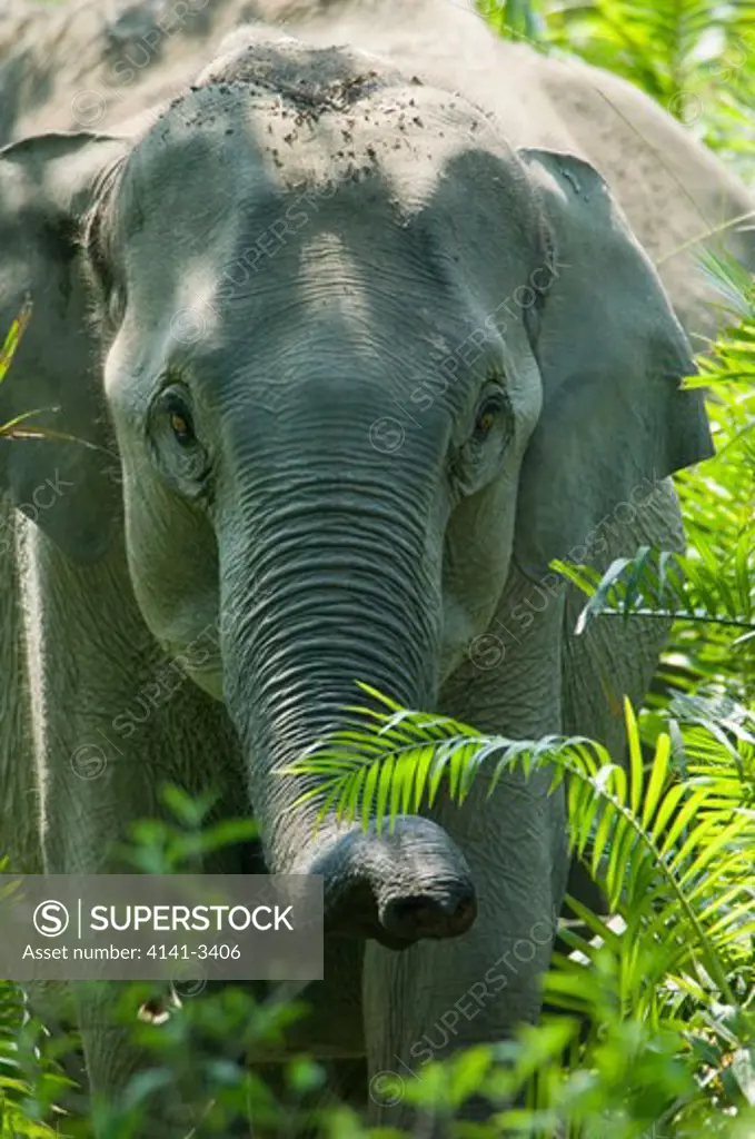 asian elephant in forest elephas maximus kaziranga national park, assam, india. 