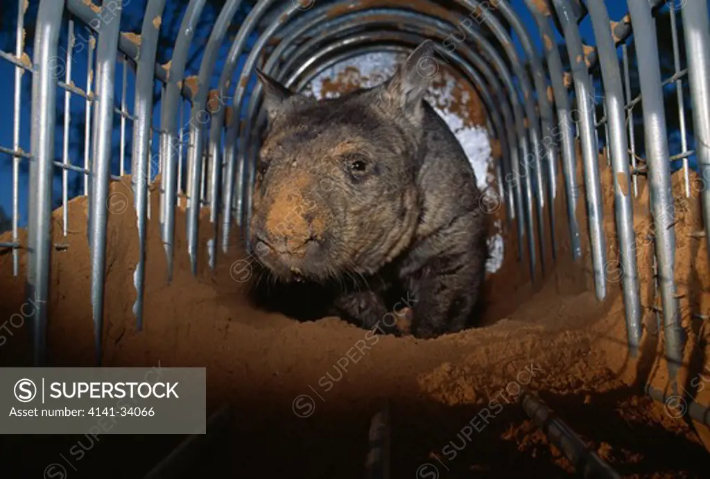 northern hairy-nosed wombat lasiorhinus krefftii in trap queensland, australia rare & extremely endangered 