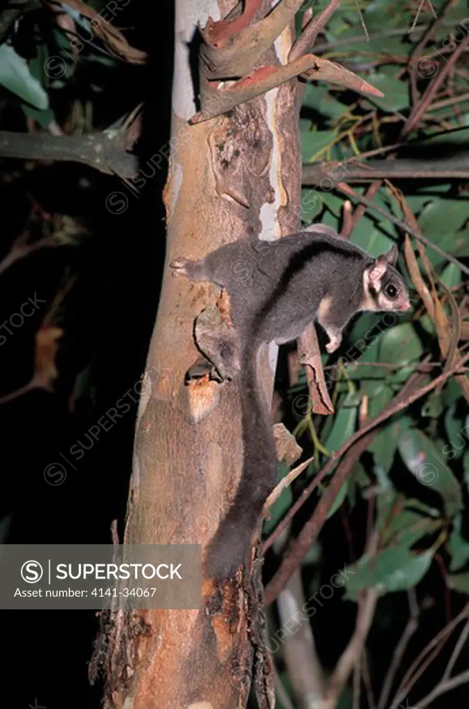leadbeater's possum gymnobelideus leadbeateri on branch of tree. healesville sanctuary, victoria, australia 