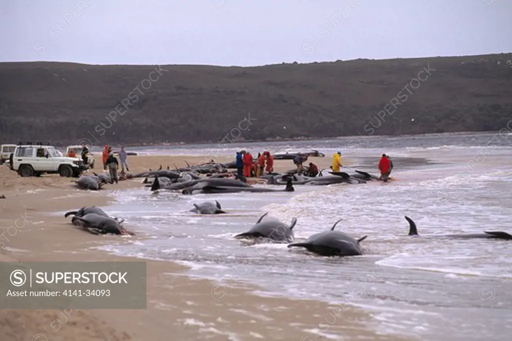 long-finned pilot whales beached globicephala melaena on ocean beach, strahran,tasmania. all stranded whales died.