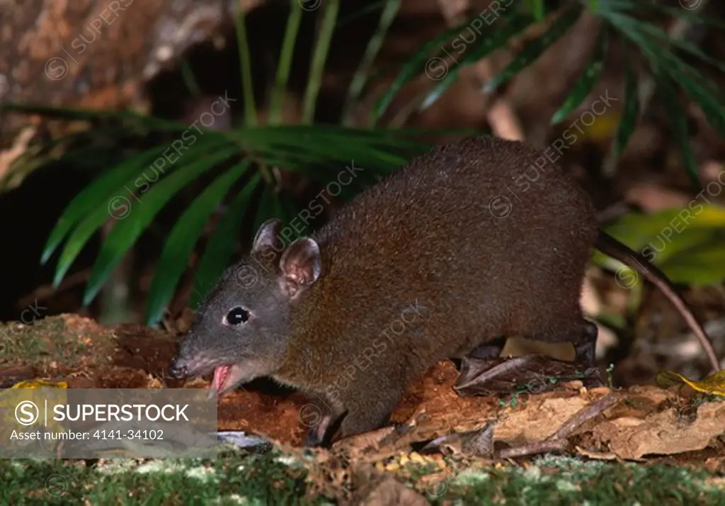 musky rat-kangaroo eating hypsiprymnodon moschatus atherton tablelands, near cairns, north eastern queensland, australia >>