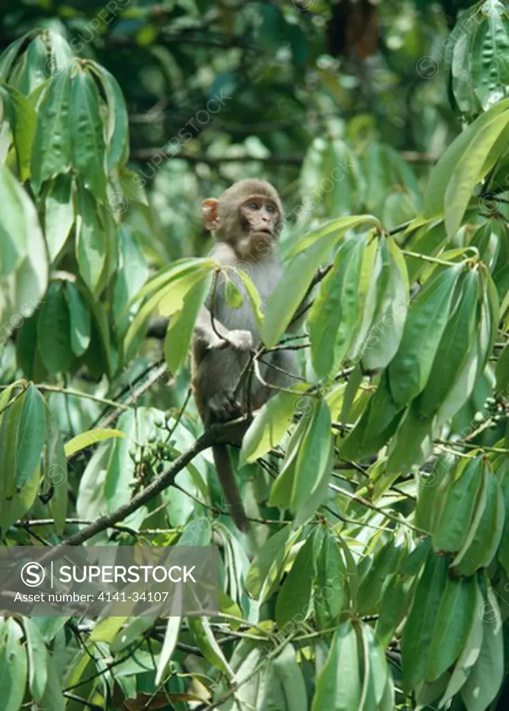 rhesus macaque macaca mulatta india (common in nepal)