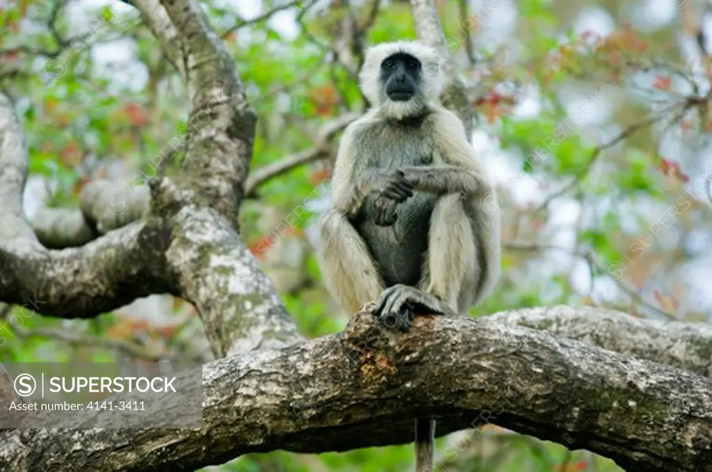 hanuman langur semnopithecus entellus corbett national park, india. 