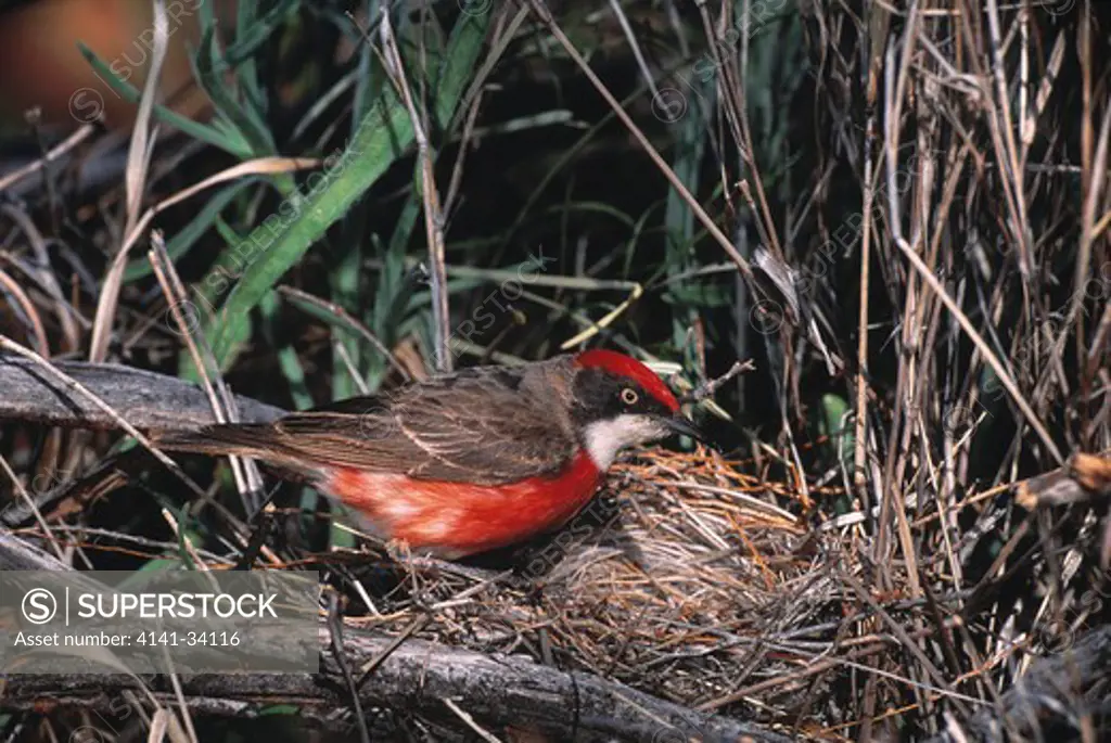 crimson chat ephthianura tricolor male at nest chamber's pillar, northern territory, australia 