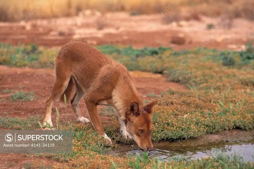dingo drinking canis familiaris dingo nullarbor, south australia.
