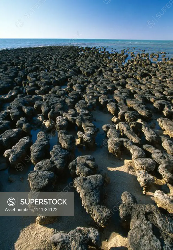 stromatolites 3500m years old carbonate deposits formed by blue- green algae, one of earliest life forms on earth world heritage area >>