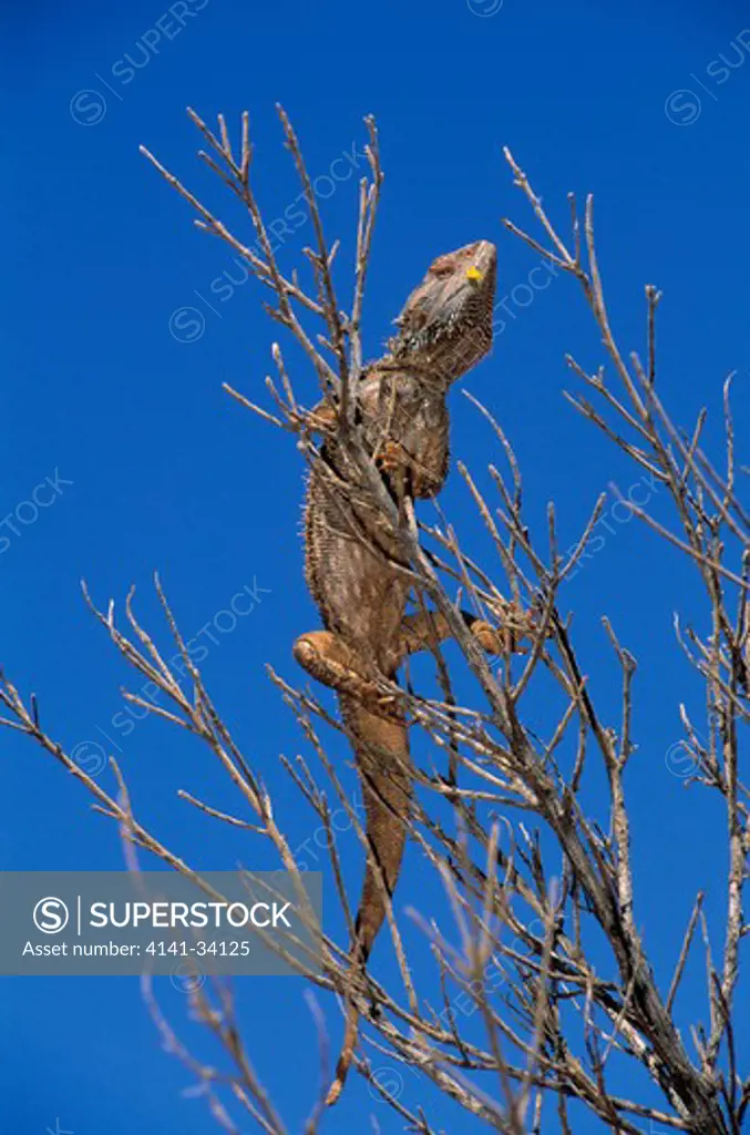 inland bearded dragon up tree pogona vitticeps chamber's pillar, northern territory, australia.