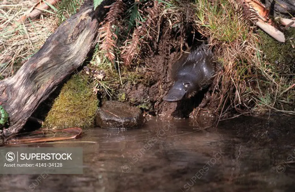 platypus or duckbilled platypus ornithorhynchus anatinus australia. egg-laying mammal