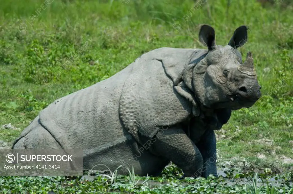 indian one-horned rhinoceros rhinoceros unicornis kaziranga national park, assam state, india. endangered.