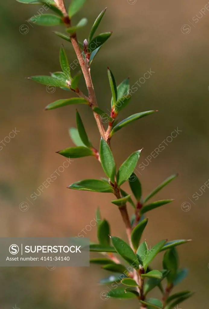 manuka or tea tree branch leptospermum scoparium southern tasmania, australia