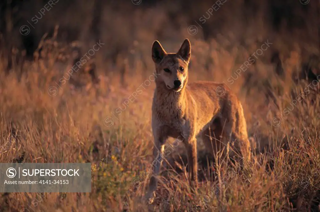 dingo canis familiaris dingo australia