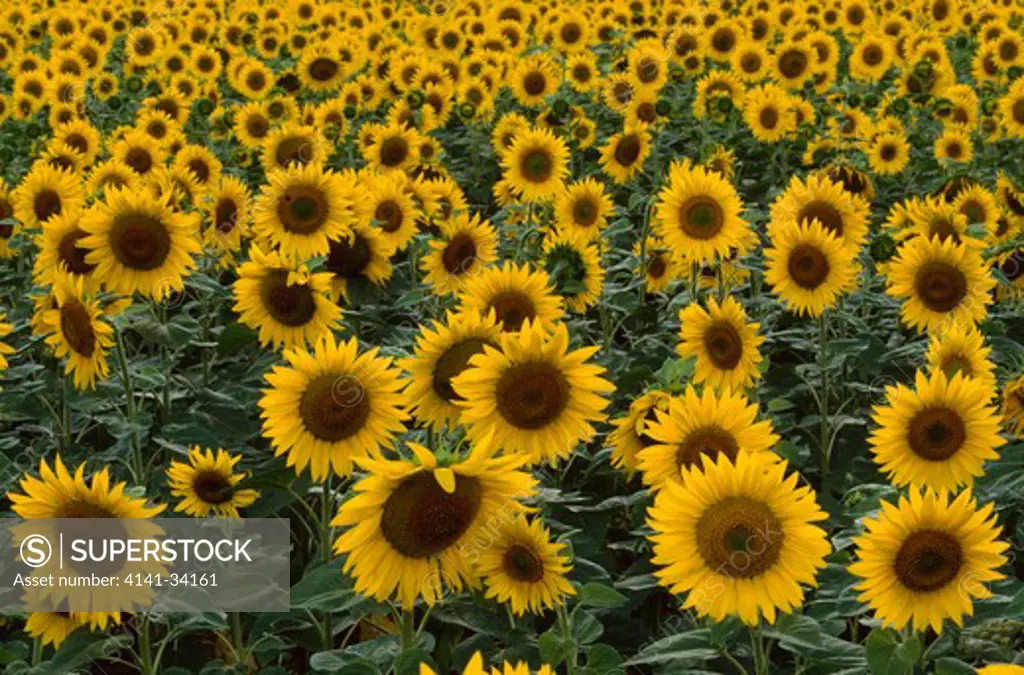 sunflower crop in bloom helianthus annuus provence, southern france 