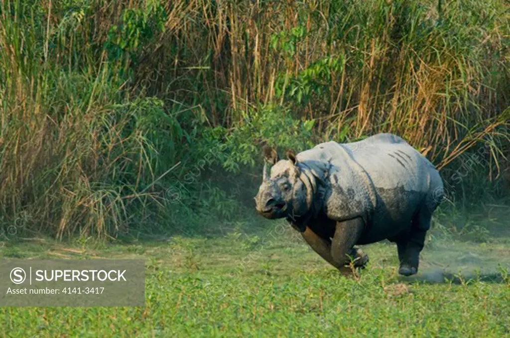 indian one-horned rhino charging rival rhinoceros unicornis kaziranga national park, assam state, india. endangered. 