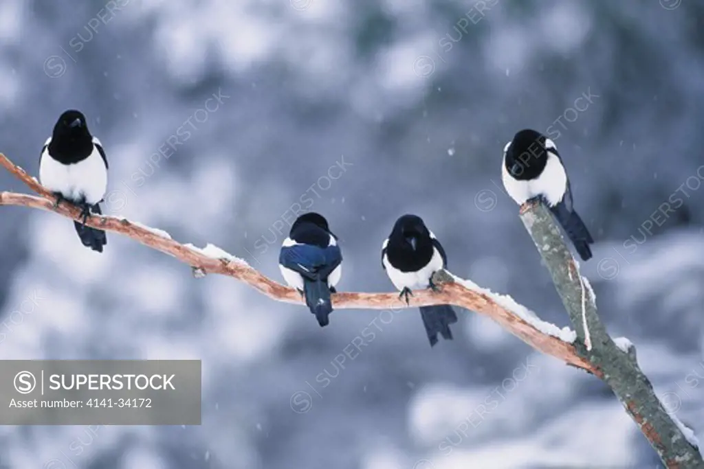 magpie pica pica group on dead branch ariege, midi-pyrenees, france 