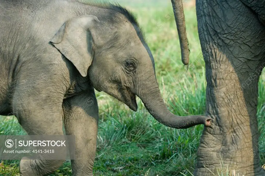 asian elephant young elephas maximus kaziranga national park, assam state, india. 