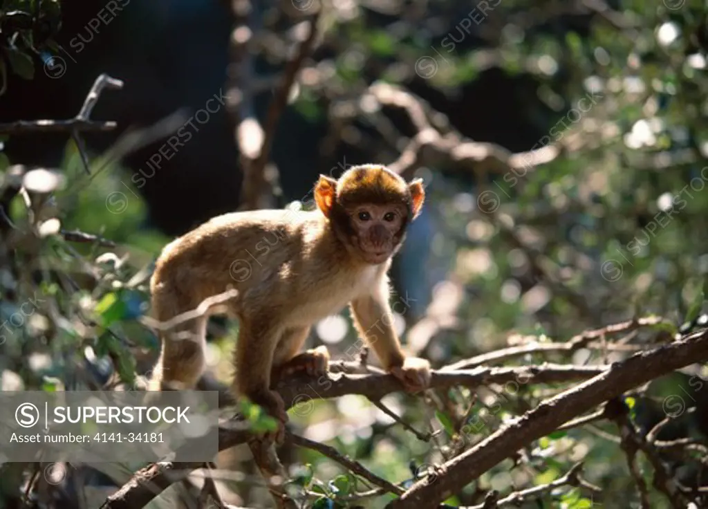 barbary macaque macaca sylvanus young, on branch. gibraltar 