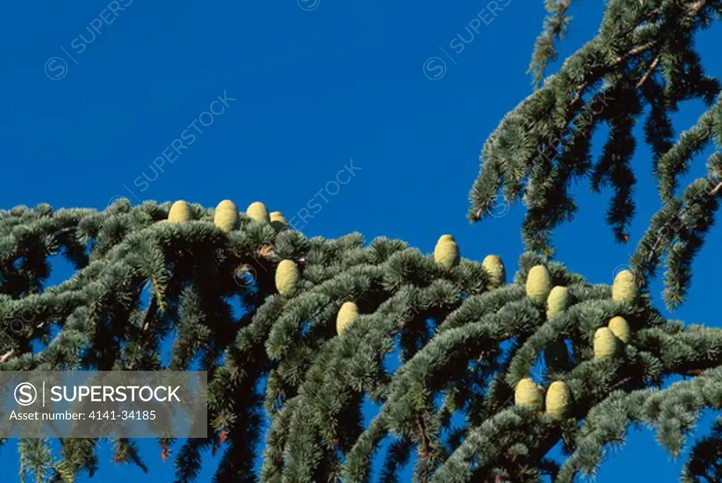 atlantic cedar branch with cones cedrus atlanticus