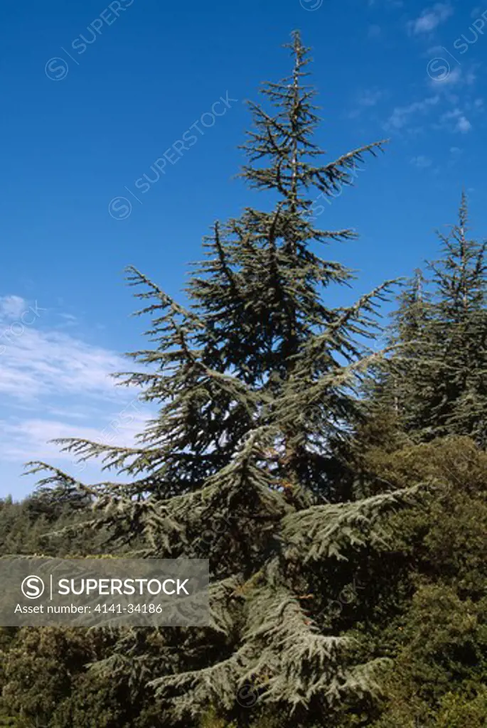 atlas cedar in plantation cedrus atlantica provence, southern france 