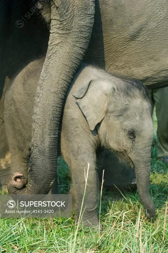 asian elephant young by side of mother elephas maximus kaziranga national park, assam state, india. 