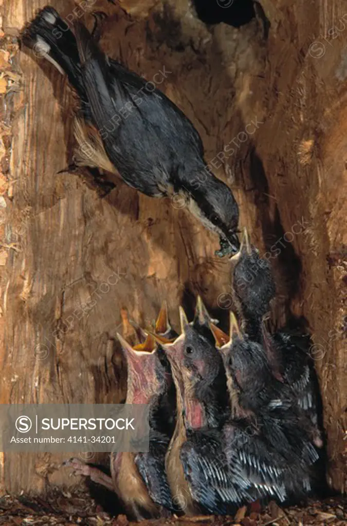 nuthatch sitta europaea feeding young in nest pyrenees, southern france 