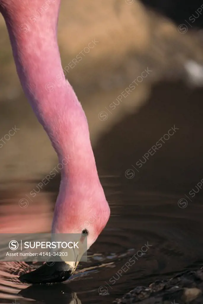 andean flamingo head detail, feeding phoenicoparrus andinus) slimbridge wildfowl trust, gloucestershire, england 