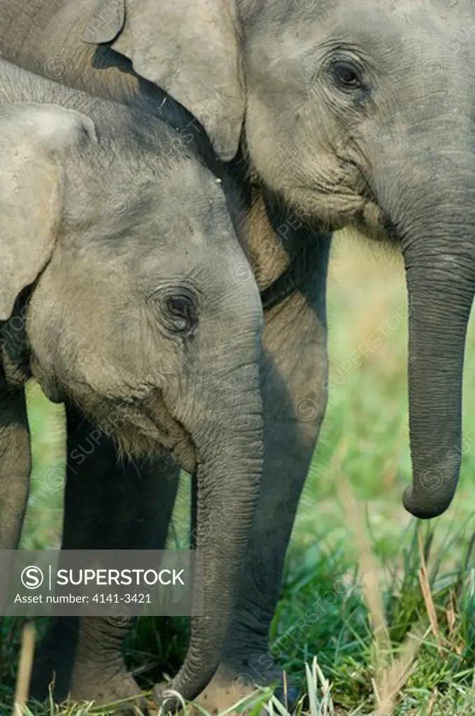 asian elephant calves elephas maximus kaziranga national park, assam state, india. 
