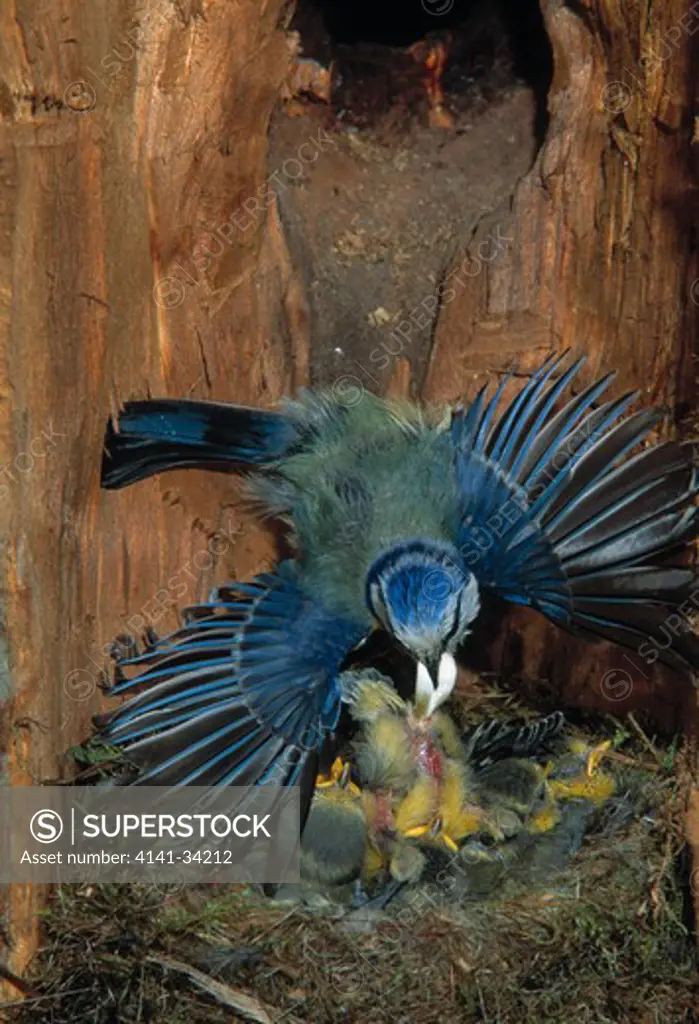 blue tit parus caeruleus removing faecal sac from nest containing young