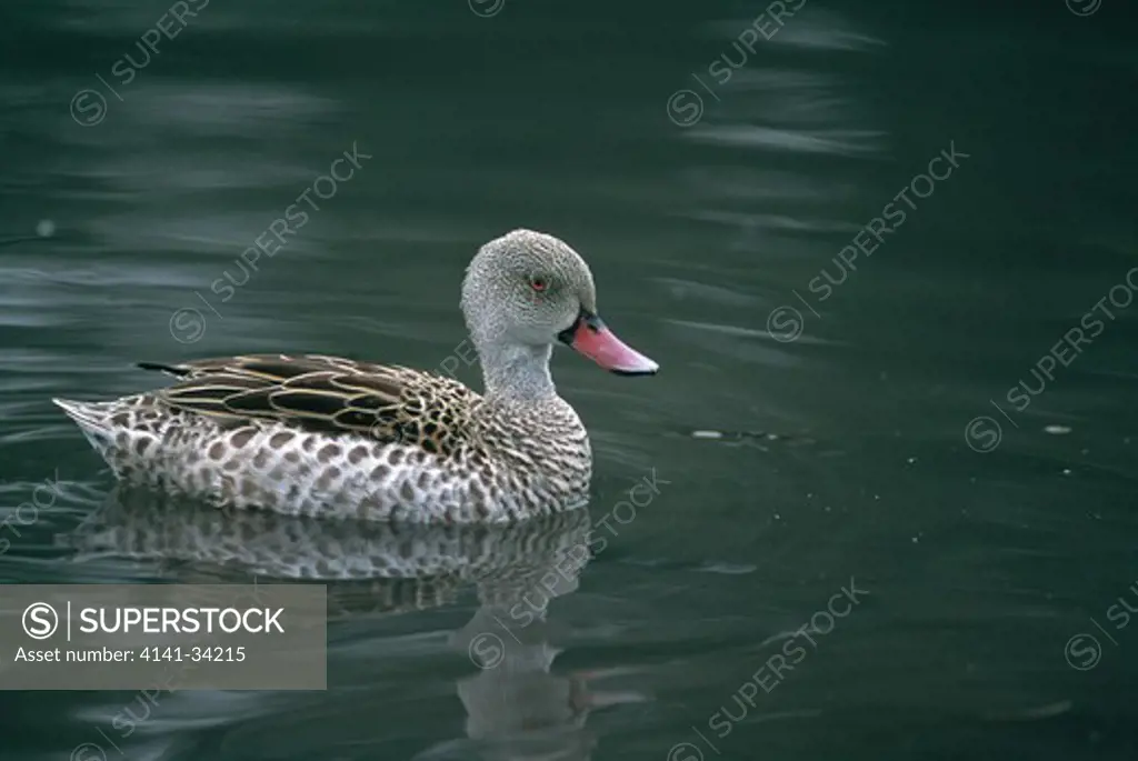 cape teal anas capensis south africa 