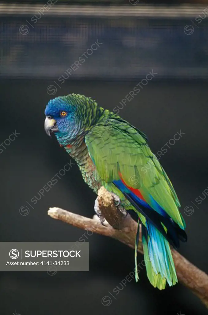 saint lucia parrot or jaquot amazona versicolor endangered species