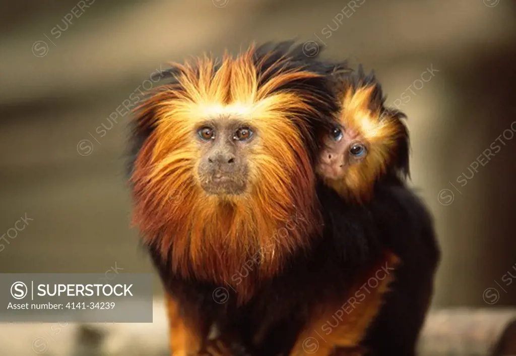 golden-headed lion tamarin leontopithecus chrysomelas with young on back wildlife park, france