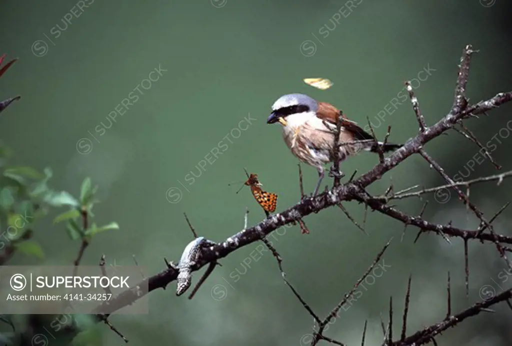 red-backed shrike male at larder lanius collurio with lizard & butterfly prey. pyrenees, france.