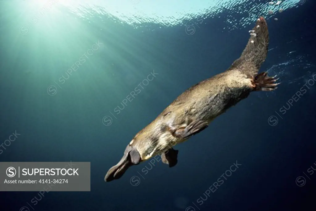 platypus or duckbilled platypus ornithorhynchus anatinus female swimming underwater australia