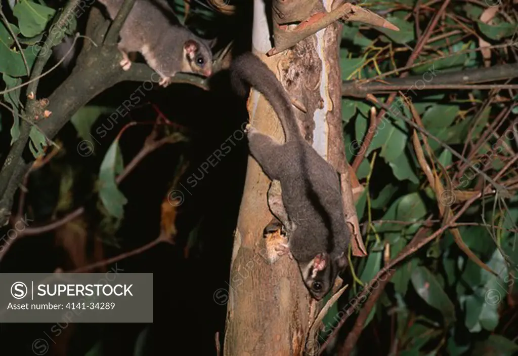 leadbeater's possum gymnobelideus leadbeateri two on tree