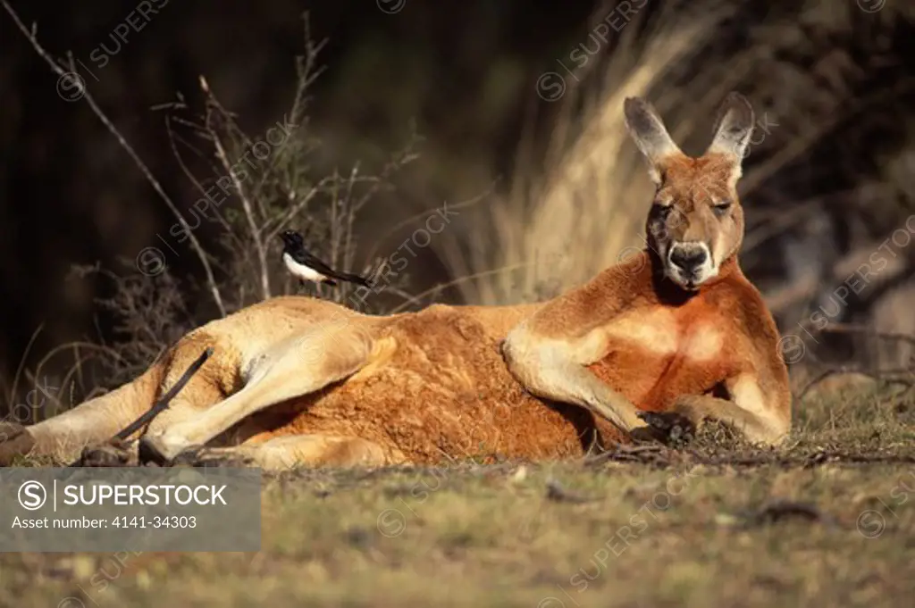red kangaroo reclining macropus rufus with willie wagtail rhipidura leucophrys on back australia