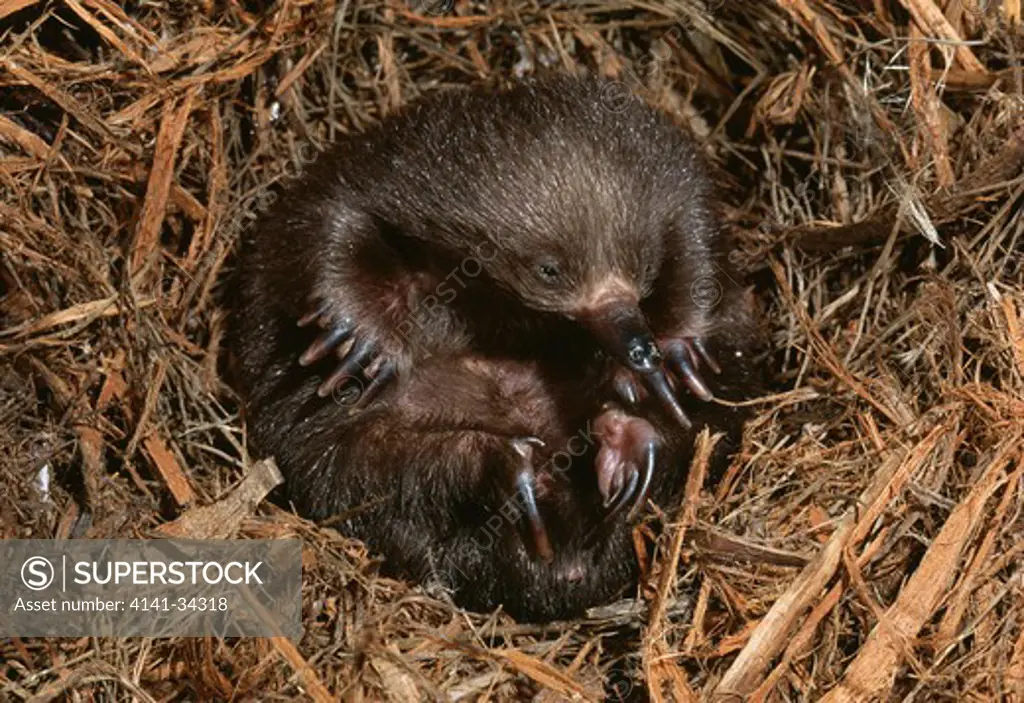 echidna (tasmanian race) young or puggle in nest tachyglossus aculeatus tasmania