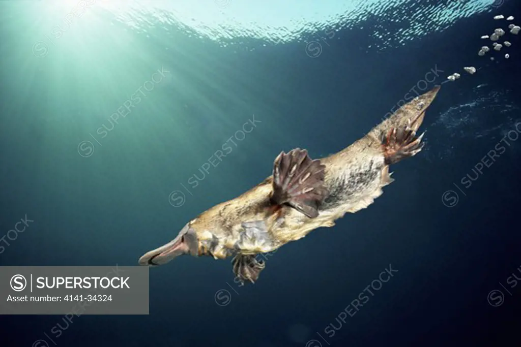 platypus or duckbilled platypus ornithorhynchus anatinus female swimming underwater. australia. digitally manipulated image