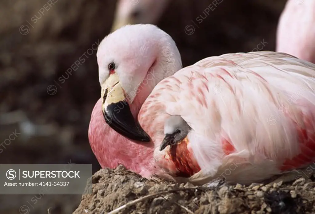 andean flamingo sheltering chick phoenicoparrus andinus captive bird