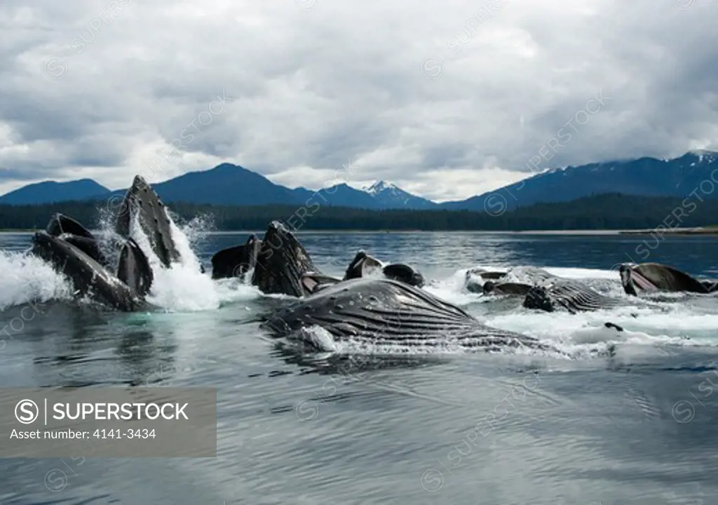 humpback whales lunge-feeding megaptera novaeangliae alaska.