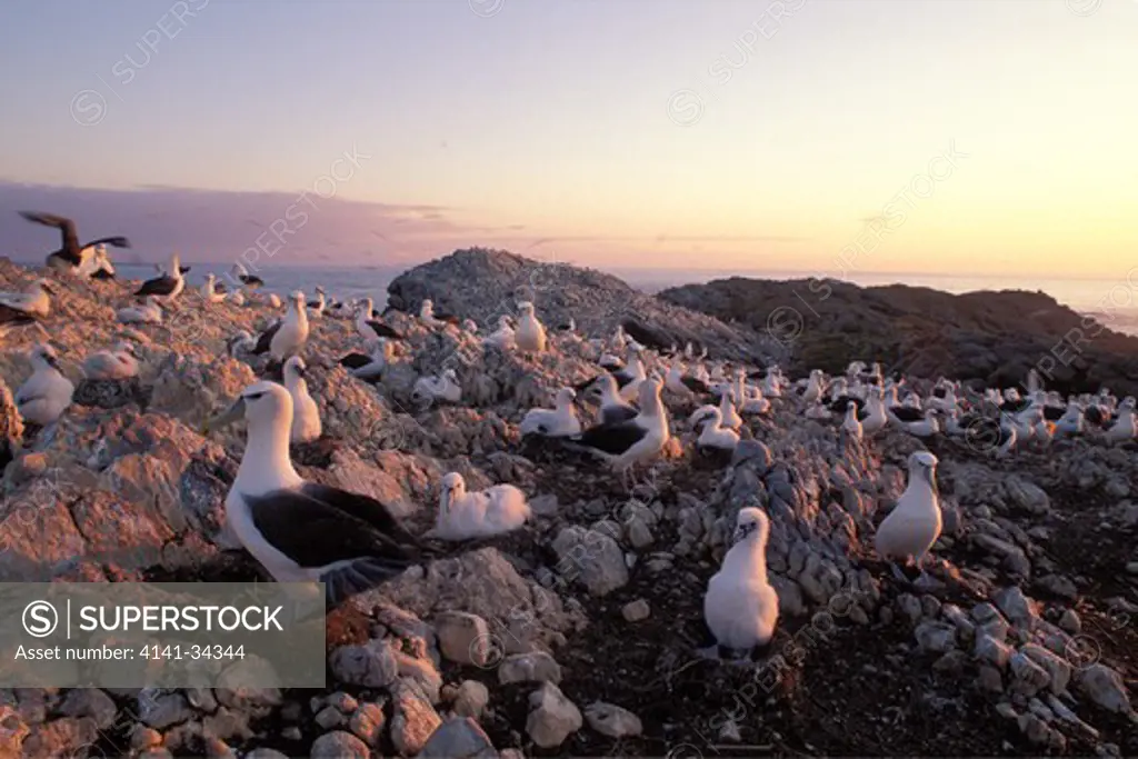 shy albatross colony diomedea cauta albatross island, tasmania 