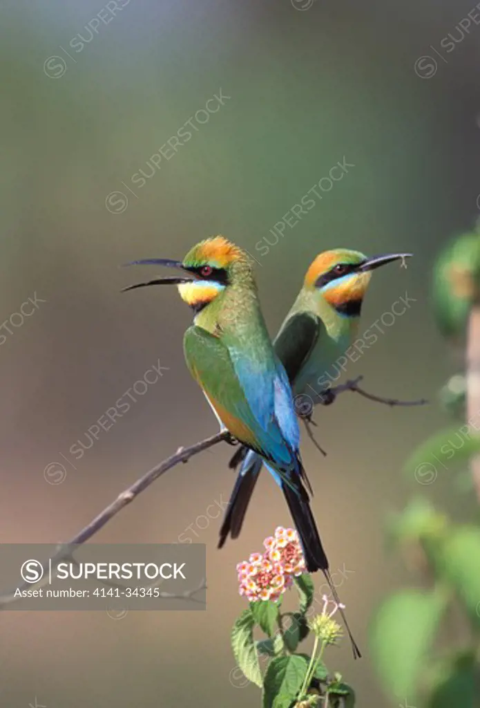 rainbow bee-eater pair merops ornatus queensland, australia