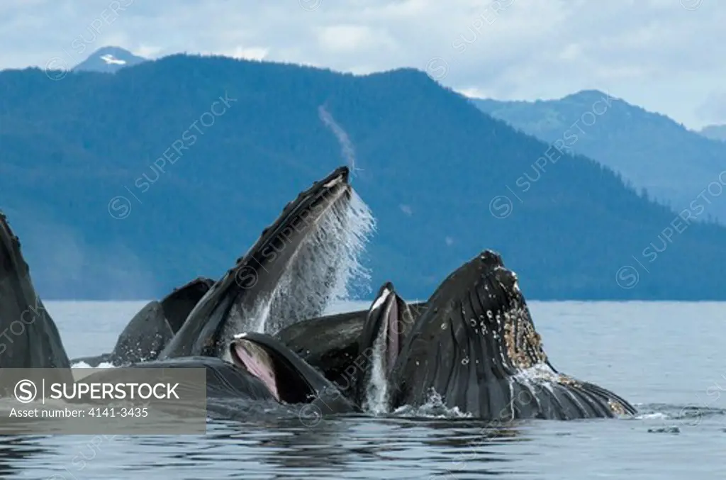 humpback whales lunge-feeding megaptera novaeangliae alaska.