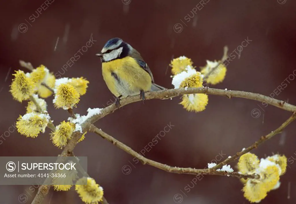 blue tit parus caeruleus perched amongst willow catkins in falling snow french pyrenees