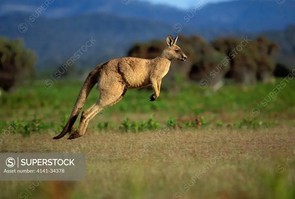 eastern grey or forester kangaroo macropus giganteus asbestos range national park, tasmania