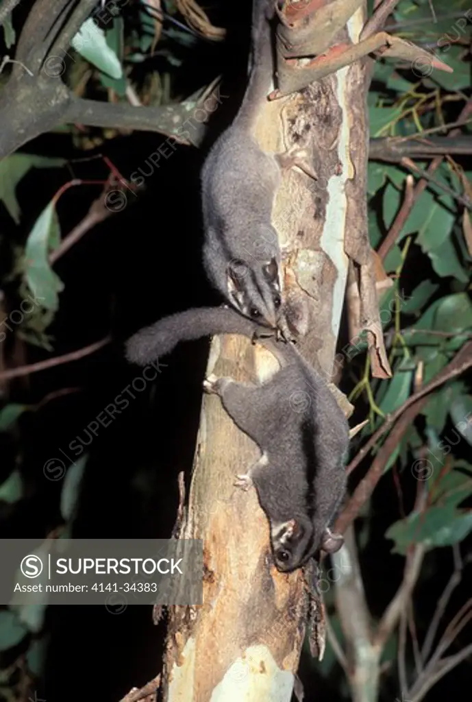 leadbeaters possum gymnobelideus leadbeateri endangered species victoria, australia