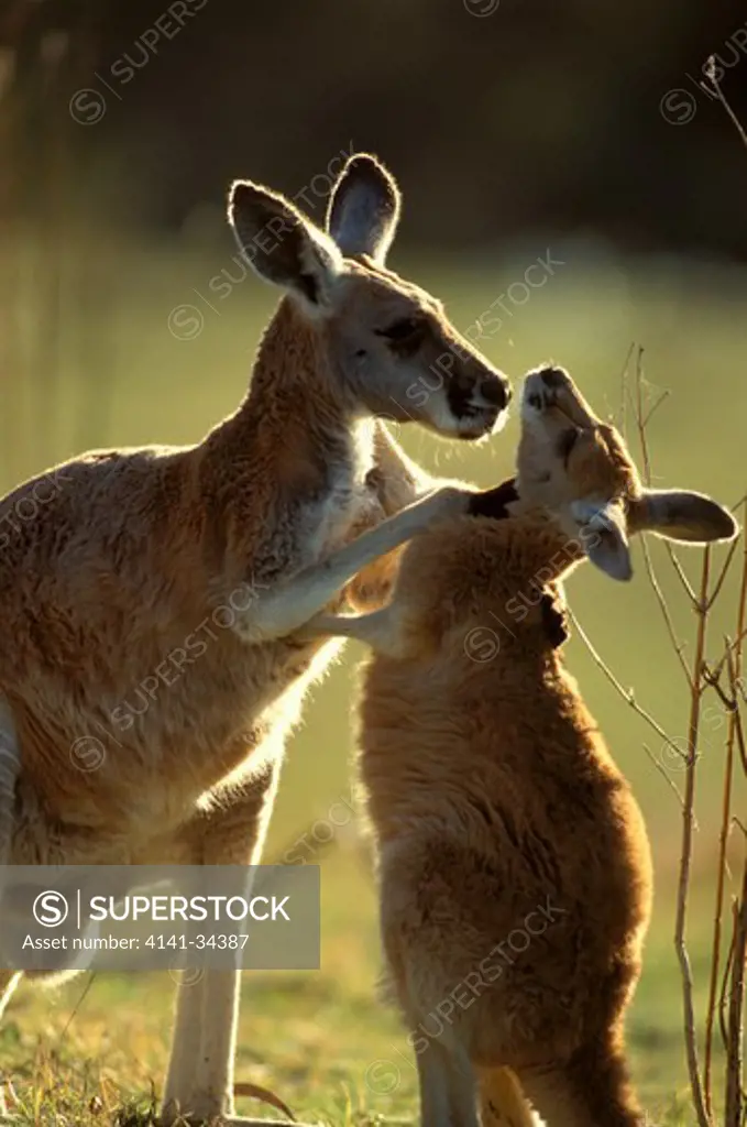 red kangaroo female & joey macropus rufus south australia