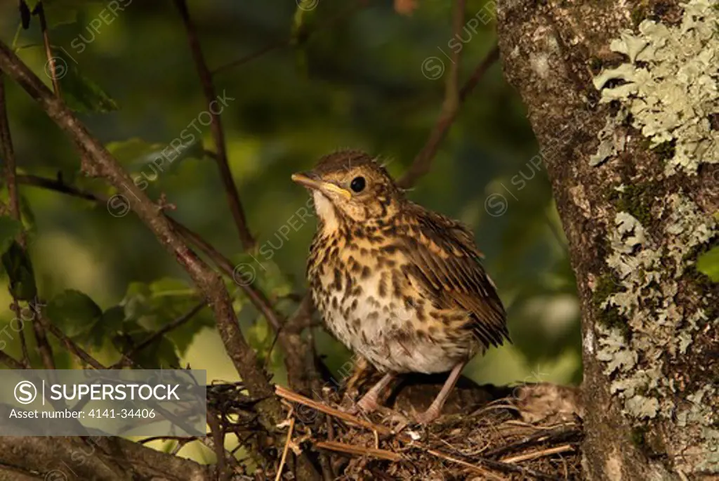 song thrush young preparing to leave the nest turdus philomelos france
