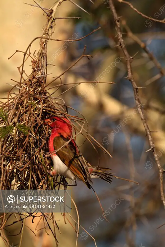 red-headed weaver anaplectes rubriceps male weaving nest kruger national park, south africa