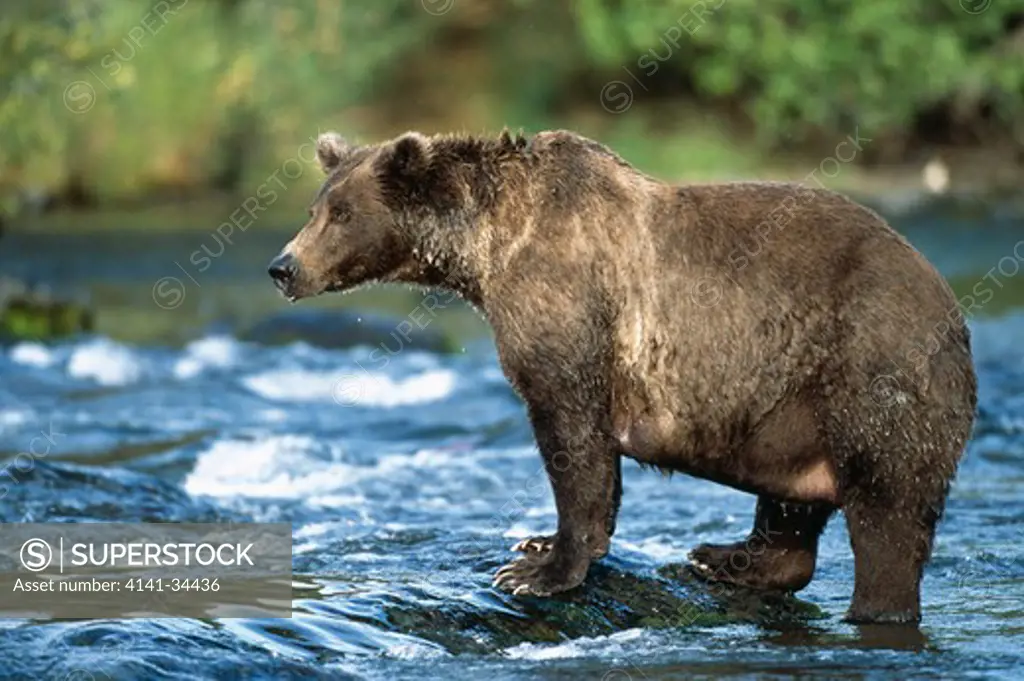 grizzly bear ursus arctos horribilis alaska.