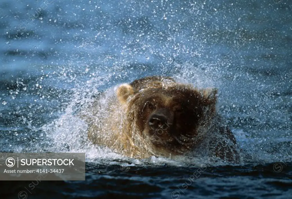 grizzly bear in water shaking itself ursus arctos horribilis alaska.