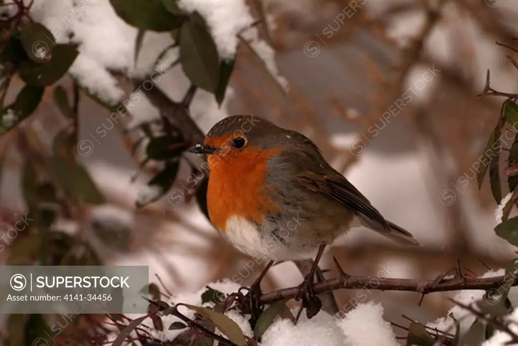 robin in snow erithacus rubecula france